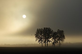 Sen o tichém letu ptačím