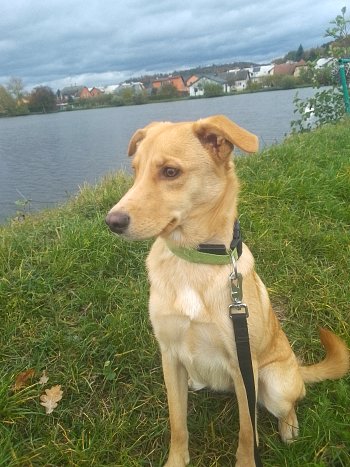 Krajina a procházka se psem