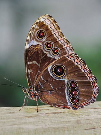 Morpho helenor