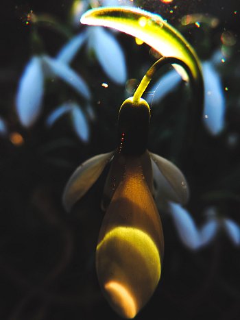 Pohádková sněženka