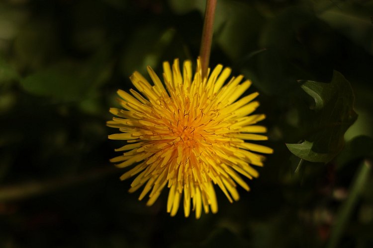 Symetrie