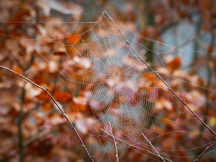 Jedna pavučinková....