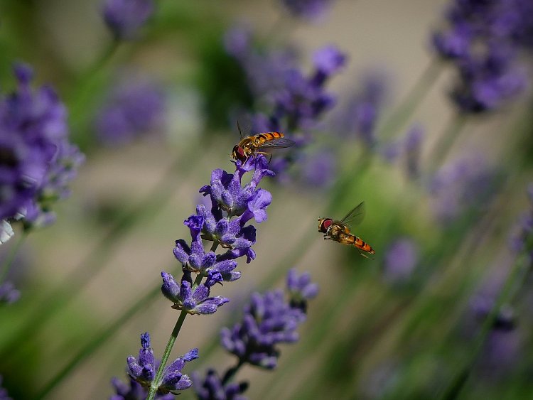 Už letím na pomoc!