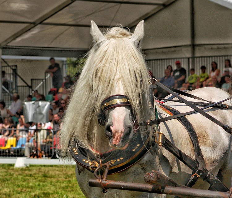 Plemenný chladnokrevný hřebec