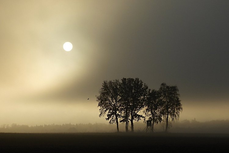 Sen o tichém letu ptačím