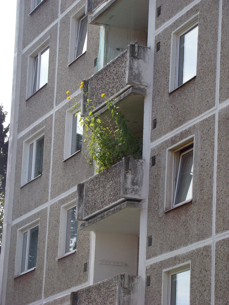 Slunečnice
