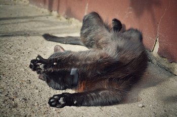 Kočičí jóga