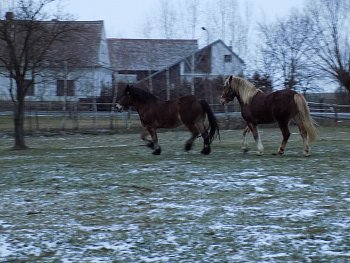 koníci v pohybu