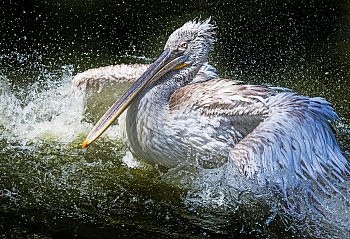 Koupající se pelikána